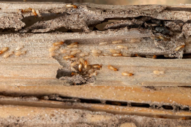 Best Insect Control  in Lewisburg, WV