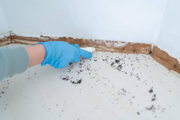 Best Affordable Pest Control Services  in Lewisburg, WV